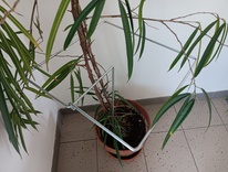 Supporto per piante - quadrato