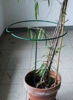 Supporto per piante - verde