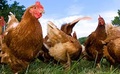Recinzione per l'allevamento di galline e polli