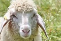 Rete per l'allevamento di pecore