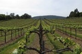 Fili per vigneti e frutteti