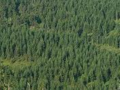 Maglia forestale