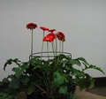 Supporti per fiori, piante e piantine