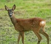 Rete forestale comune per caprioli e altri animali forestali