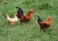 Recinto per galline