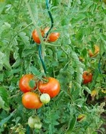 Pomodoro a spirale - verde