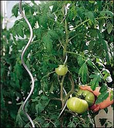 Spirale di pomodoro